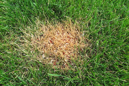 Fertilizer Burn: What It Looks Like, Why It Happens, and How to Fix It