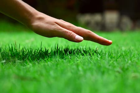 The Aeration Process: Why Your Lawn Might Need This Important Lawn Care Service