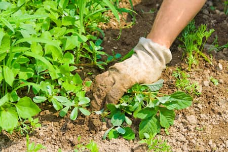 Why Weed Control Should Always Be A Top Priority In Your Lawn Maintenace Routine